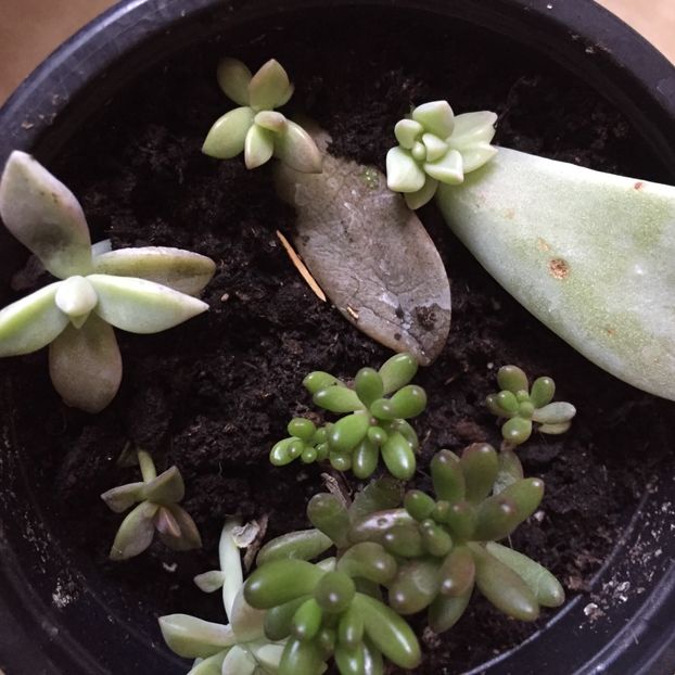 D29C8044-7794-4993-A356-B5B905E11D46 - Suculente 2020