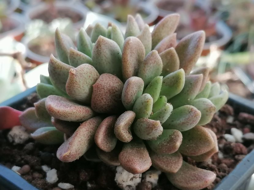 Sinocrassula densirosulata - Sinocrassula