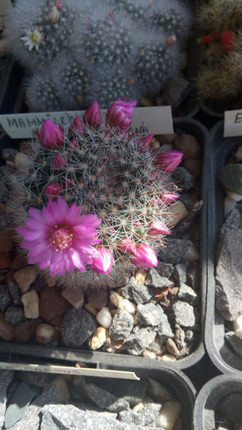 16.03.2020 - Mammillaria zeilmanniana