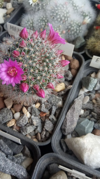 16.03.2020 - Mammillaria zeilmanniana