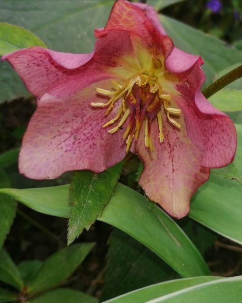  - Spânz helleborus 2020