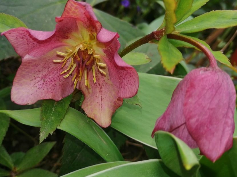  - Spânz helleborus 2020