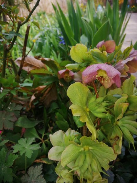  - Spânz helleborus 2020