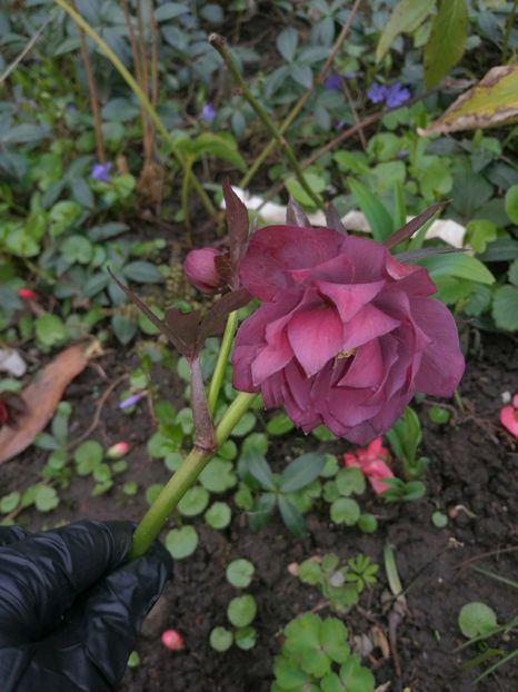  - Spânz helleborus 2020