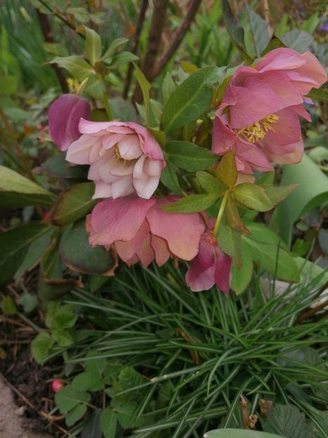  - Spânz helleborus 2020