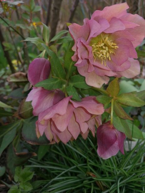  - Spânz helleborus 2020