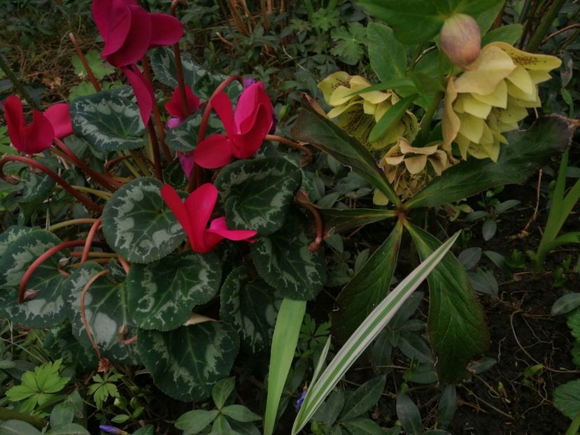  - Spânz helleborus 2020