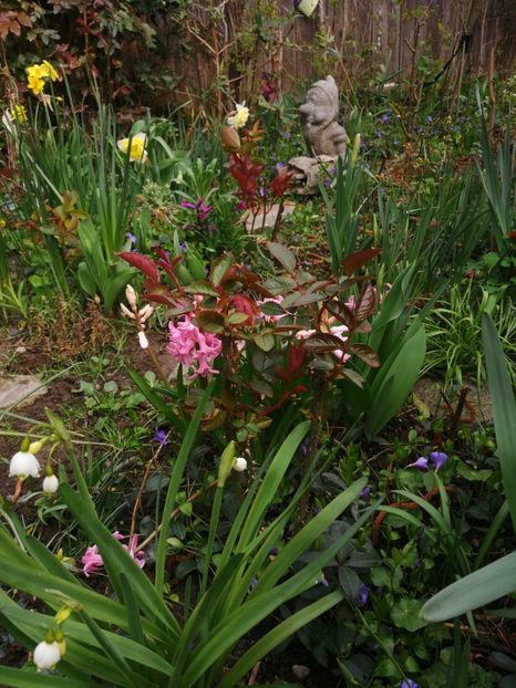  - Spânz helleborus 2020