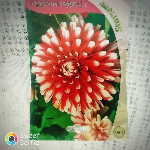 Dalia - Noile mele achizițîi 2020