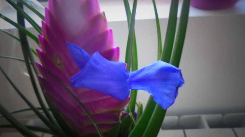 Tillandsia - Culori 2020