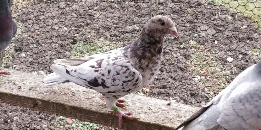 Ro 472414_2018 - 1_1 Stipper