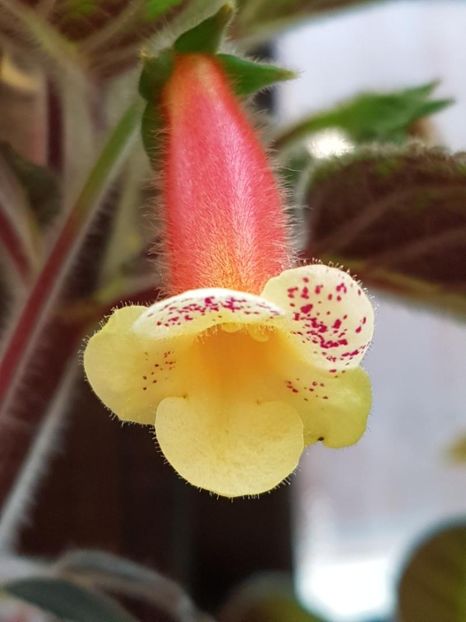 Ni,s Samas - KOHLERIA 2020