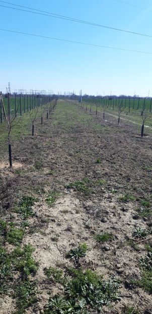  - Livada 1 anul III 2020