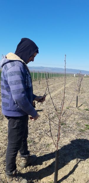  - Livada 1 anul III 2020