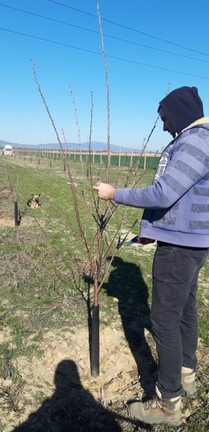  - Livada 1 anul III 2020