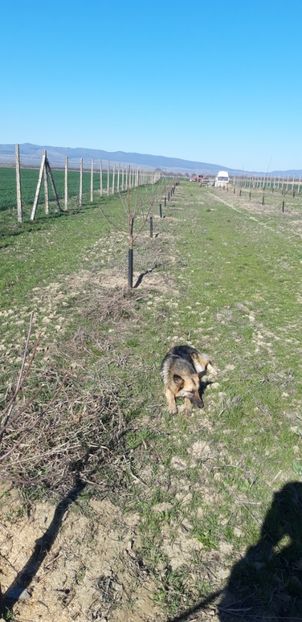  - Livada 1 anul III 2020