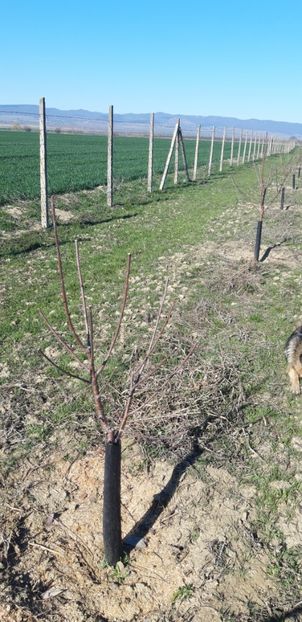  - Livada 1 anul III 2020