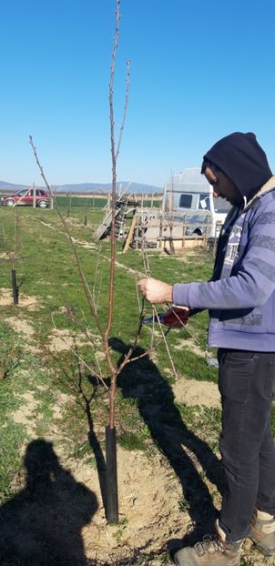  - Livada 1 anul III 2020