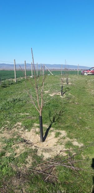  - Livada 1 anul III 2020