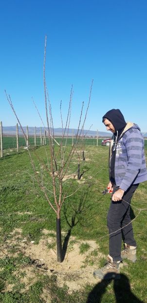  - Livada 1 anul III 2020