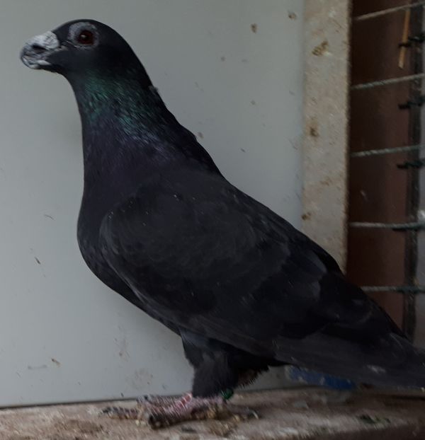 Femela 2019 - dragoon2019