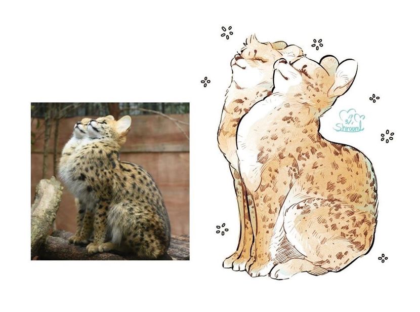 2DB72FCE-E13C-4FD3-ADEE-B981B4ADF021 - ceau