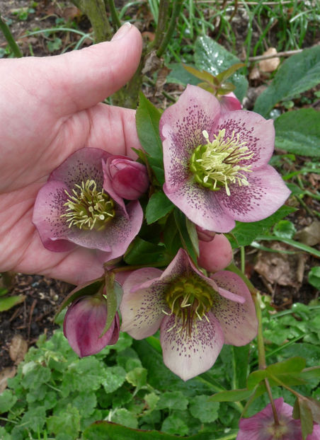  - 2020 - 01 - Primavara