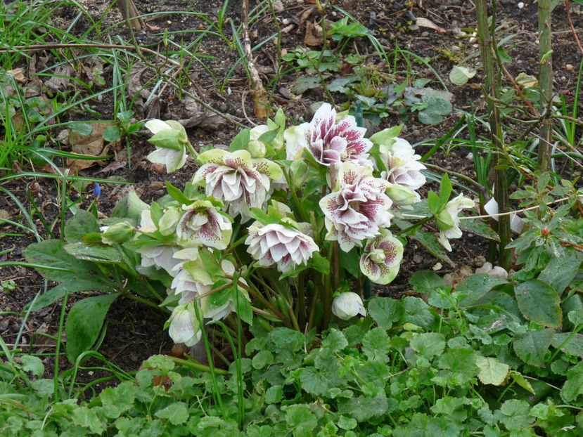  - 2020 - 01 - Primavara