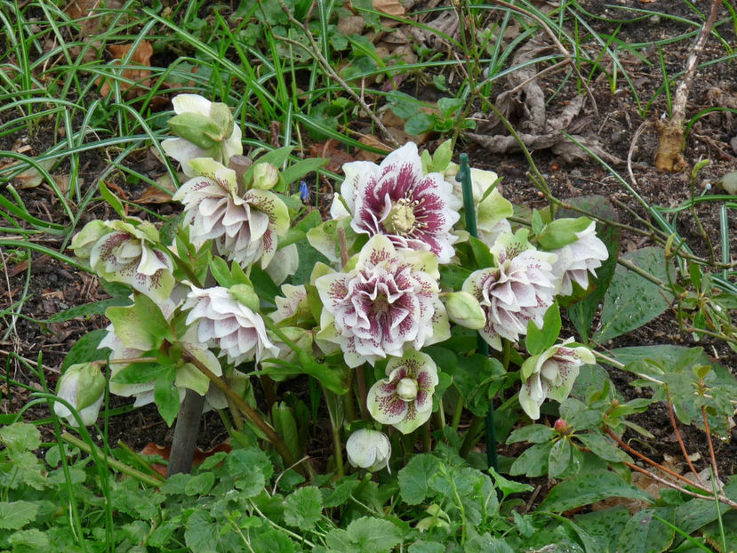  - 2020 - 01 - Primavara