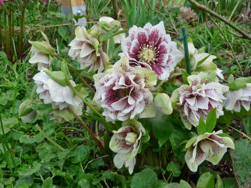  - 2020 - 01 - Primavara