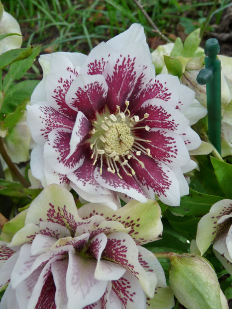  - 2020 - 01 - Primavara