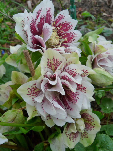  - 2020 - 01 - Primavara