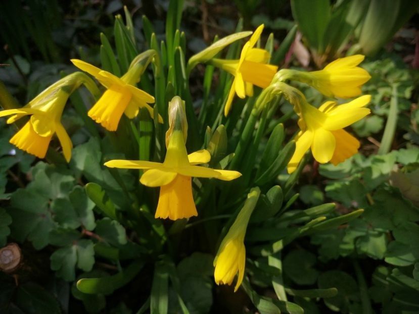 113214090 (1) - Narcise 2020