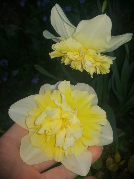 Ice King - Narcise 2020