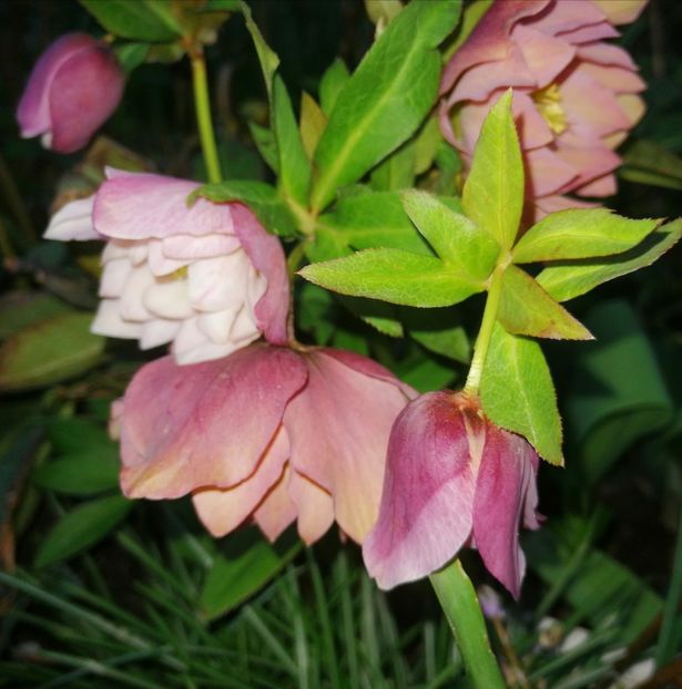  - Spânz helleborus 2020