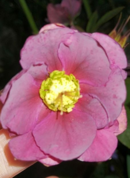  - Spânz helleborus 2020