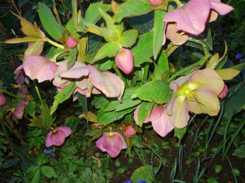  - Spânz helleborus 2020