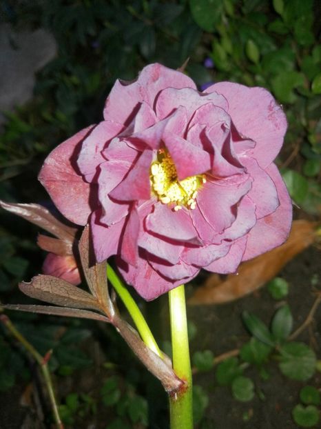  - Spânz helleborus 2020