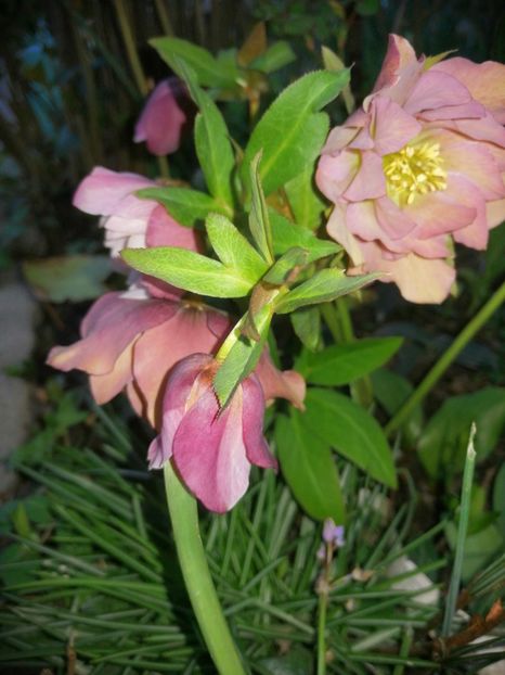  - Spânz helleborus 2020
