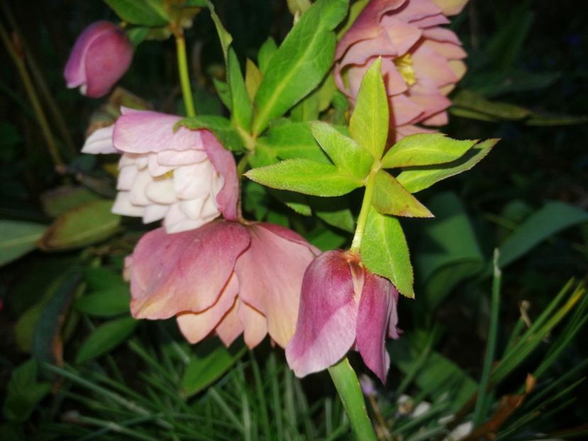  - Spânz helleborus 2020