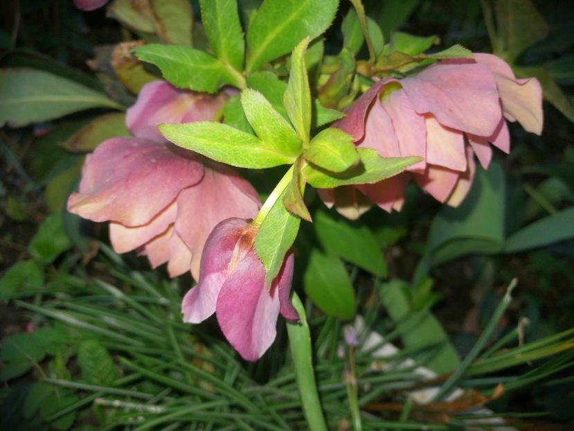 - Spânz helleborus 2020