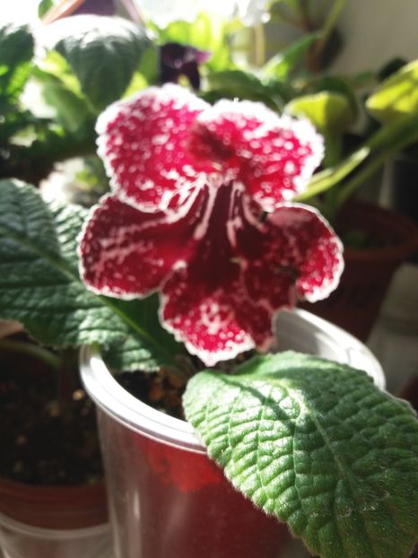  - Streptocarpus