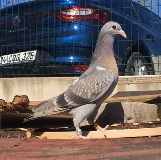  - NU AMI APARTIN 2020