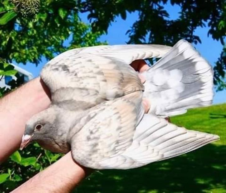  - NU AMI APARTIN 2020