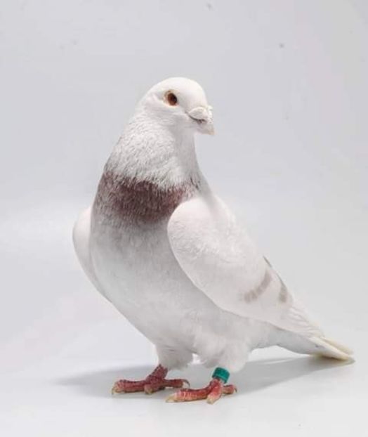  - NU AMI APARTIN 2020