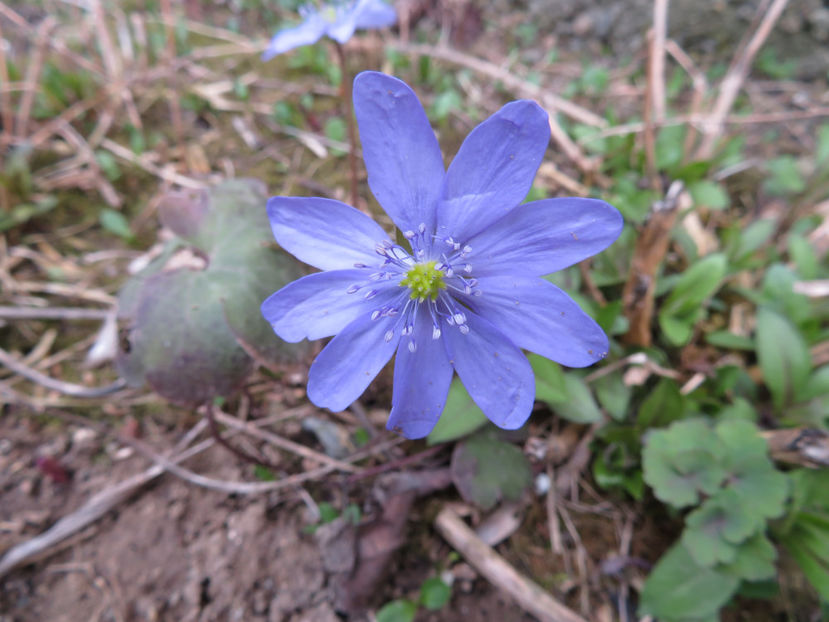  - Ochiul boului de padure