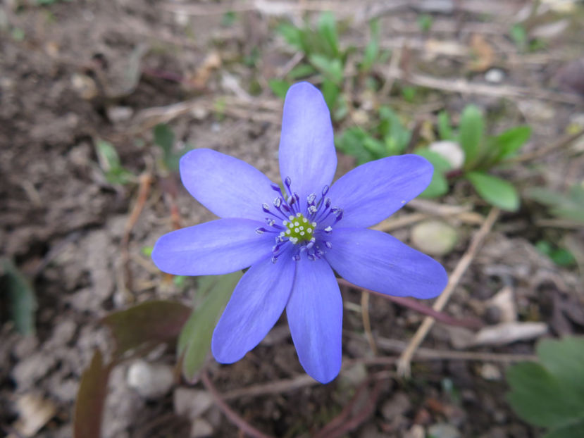  - Ochiul boului de padure