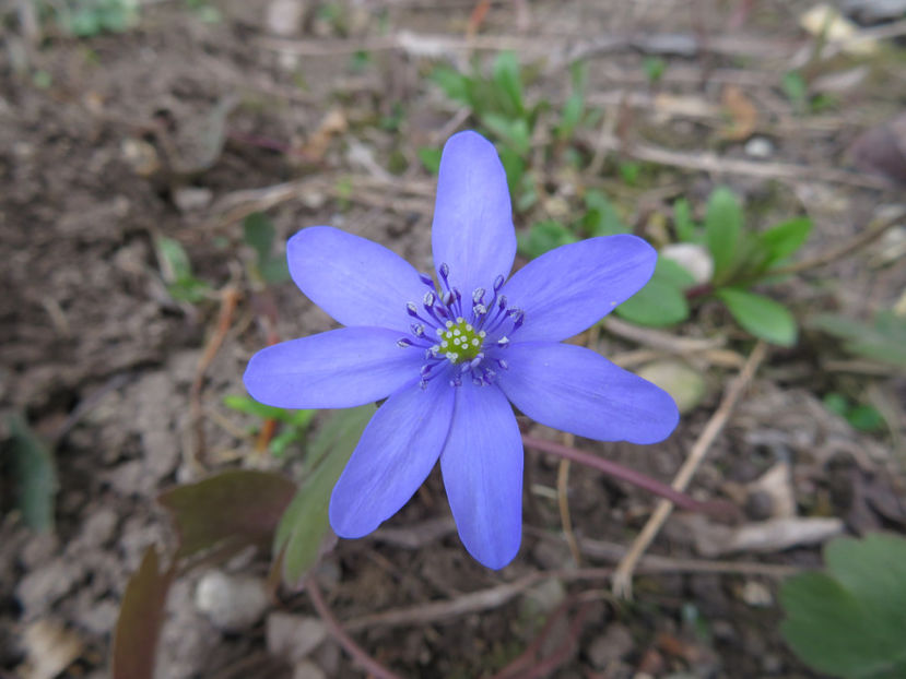  - Ochiul boului de padure