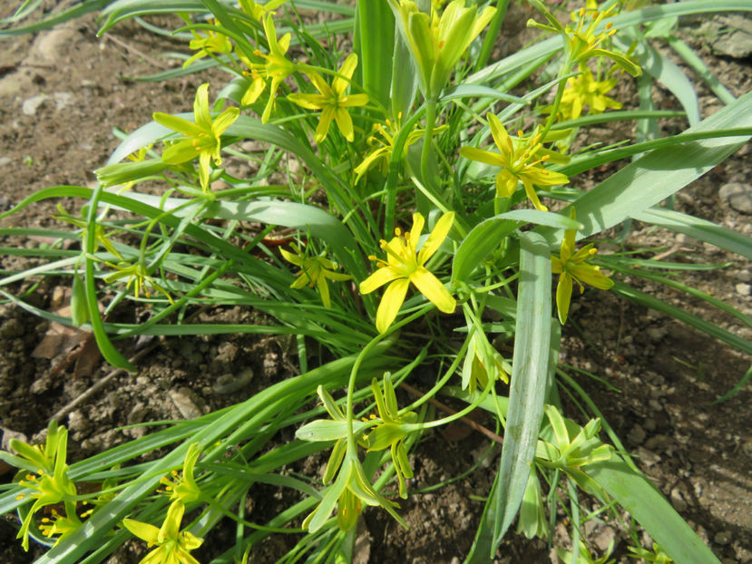  - Ceapa ciorii de padure