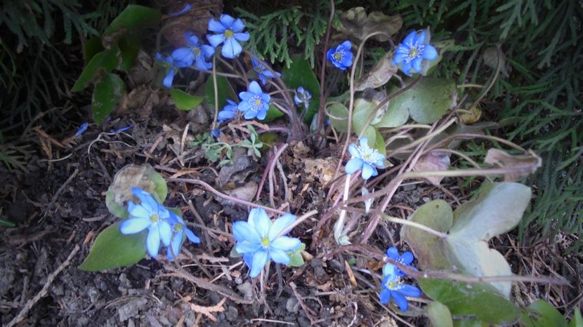 Hepatica transsilvanica - Culori 2020